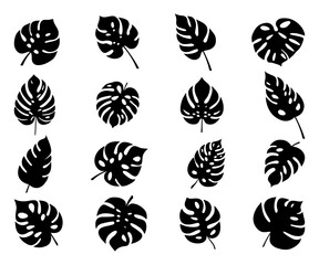 Monstera. Zestaw 16 egzotycznych liści. Wektorowe elementy. © Monika