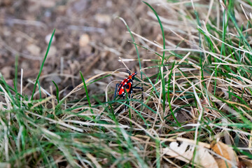 Bright Red, Black And White Spotted Lantern Fly Walking In The Grass
