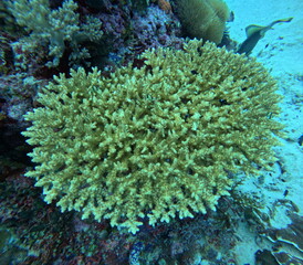 Photos from the Great Barrier Reef