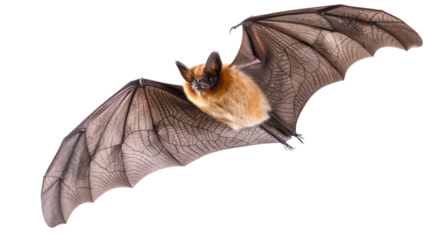 bat on a transparent background
