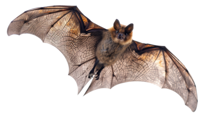 bat on a transparent background