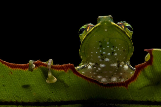 Close up of a green frog on a leaf