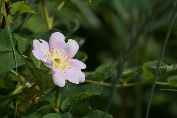 Macro of small light pink flower with yellow centre surrounded by greenery