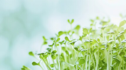 Fototapeta premium Close Up of Fresh Green Microgreens Growing in Sunlight