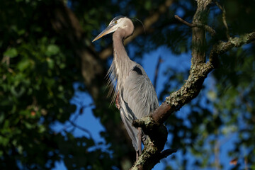 Great Blue Heron in perched in morning light by lake, Fishers, Indiana, Summer. 