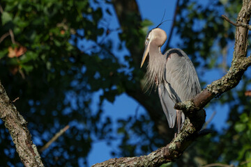 Great Blue Heron in perched in morning light by lake, Fishers, Indiana, Summer. 