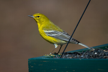 Goldfinch at backyard feeder