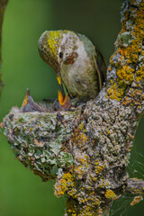 Anna's Hummingbird Feeding Babies in Nest