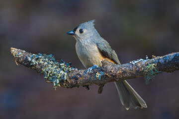 Tufted Titmouse 3