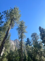 Pine trees in the mountains 