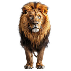 Obraz premium Portrait of Lion isolated on a transparent background for web banner, wallpaper