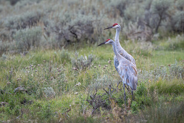 Sandhill Cranes in Yellowstone 1