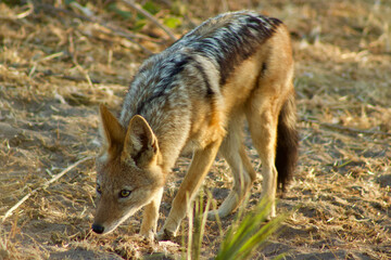 Jackal