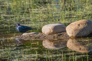 Brewer's Blackbird reflected in a Pond with rocks