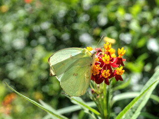 Mottled Emigrant Butterfly with a Broken Wing On a Flower