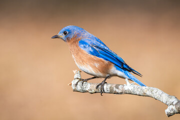 Naklejka premium Eastern Bluebird 1
