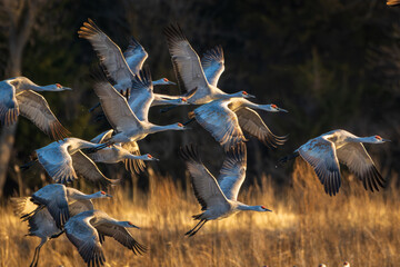 Sand Hill Cranes 17
