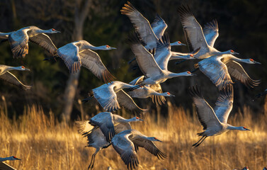Sand Hill Cranes 16