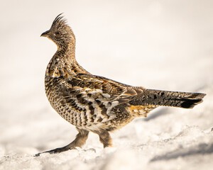 Roughed Grouse 3