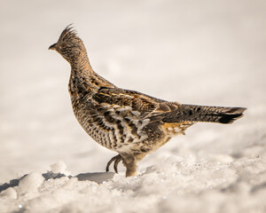 Roughed Grouse 2