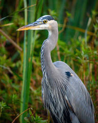 Great Blue Heron 1