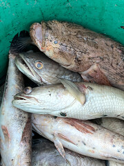 dead fish in the basket