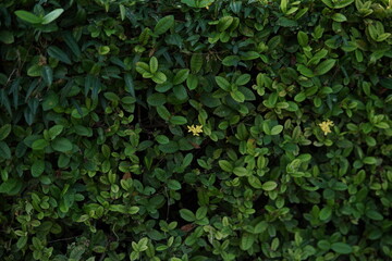 green leaves background