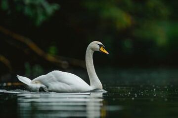 Obraz premium Full body view of Bewick's Swan swimming in lake natural habitat, full body shot, full body View