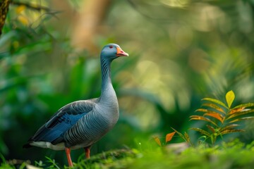Fototapeta premium Full body view of Blue Goose in natural habitat, full body shot, full body View
