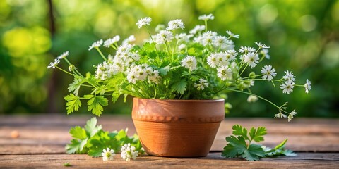 Fresh green cilantro leaves and delicate white flowers overflow from a small terracotta flowerpot on a rustic wooden table against a soft natural background.