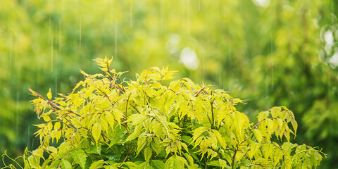 A bush of green tecoma plant under the rain as a background