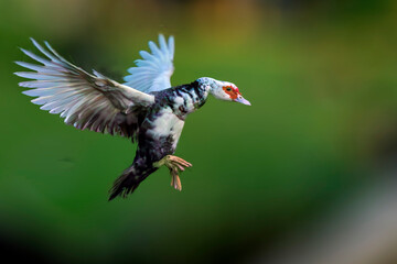 O pato preparando a finalização do seu voo.