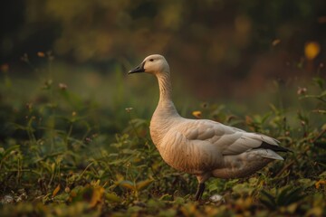 Obraz premium Full body view of Snow Goose in natural habitat, full body shot, full body View