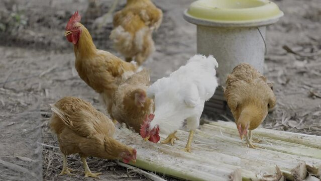 Broiler Chicken living on on the farmyard on the rural chicken free range farm.