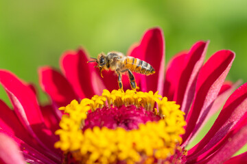 Honey Bee hovering over pink zinnia in summer garden
