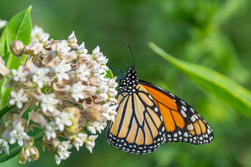 Close-up of Monarch Butterfly on Milkweed