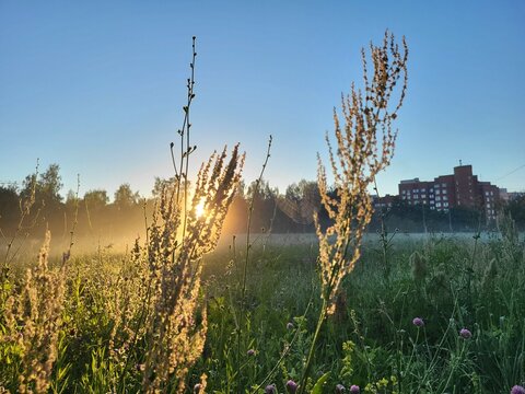 plant at morning
