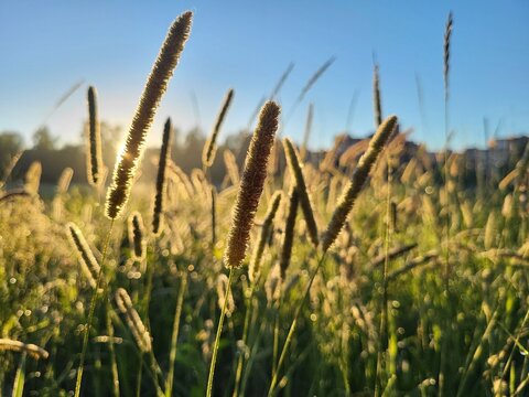 plant at morning