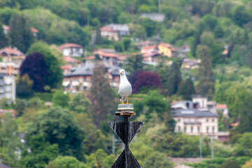 Gull standing on a pole with houses visible in background blur in Italy. Background blured with luxury houses
