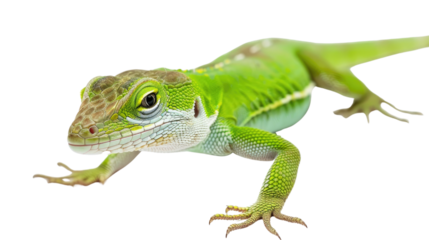 Green Anole on transparent background