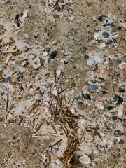 shells on beach