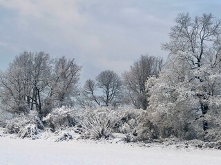 icy snow foliage in winter