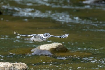 清らかな渓流をバックに颯爽と飛ぶヤマセミ