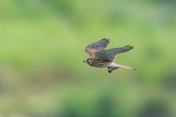 グリーンバックに獲物をつかんで飛ぶ繁殖期のチョウゲンボウ メス