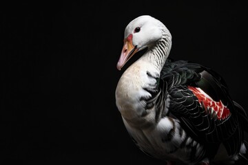 Mystic portrait of Andean Goose, full body view, isolated on black background