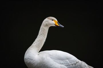 Obraz premium Mystic portrait of Whooper Swan, full body view, isolated on black background