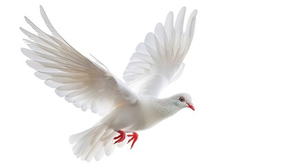 Fototapeta premium Graceful White Dove Flying in Isolation Against White Background