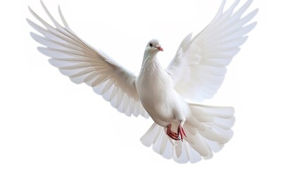 Graceful White Dove Flying in Isolation Against White Background