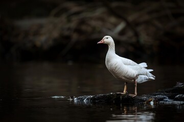 Obraz premium Snow Goose, Macro,Left side view