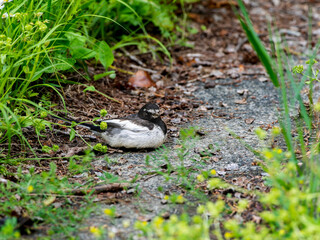 地面で休むセグロセキレイ